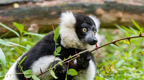 Magician Leaves Lemur Shaking its Head in Disbelief